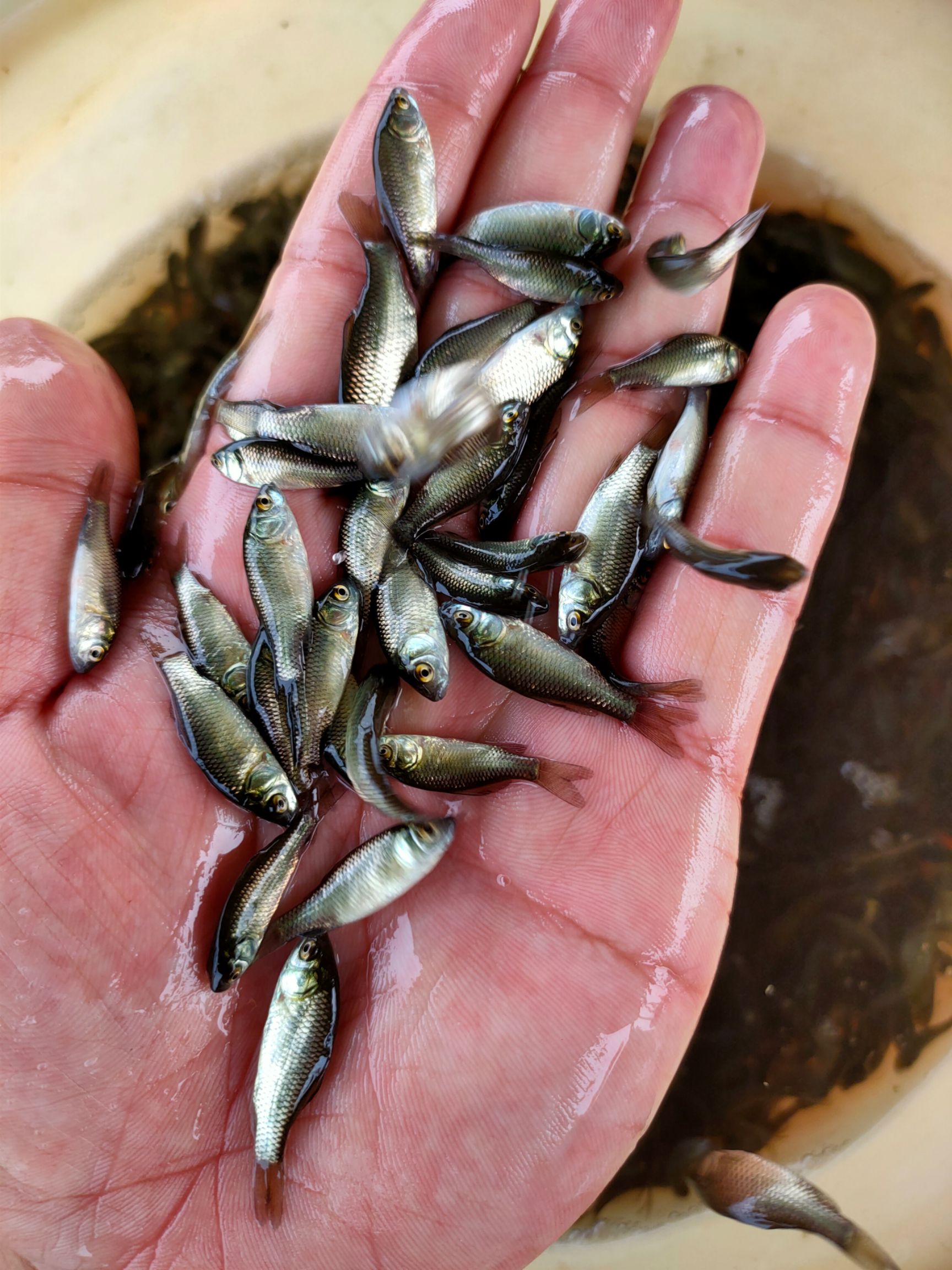 鱼苗鲫鱼苗、中科三号，中科五号鲫鱼苗、白金鲫鱼苗，青龙鲫鱼苗