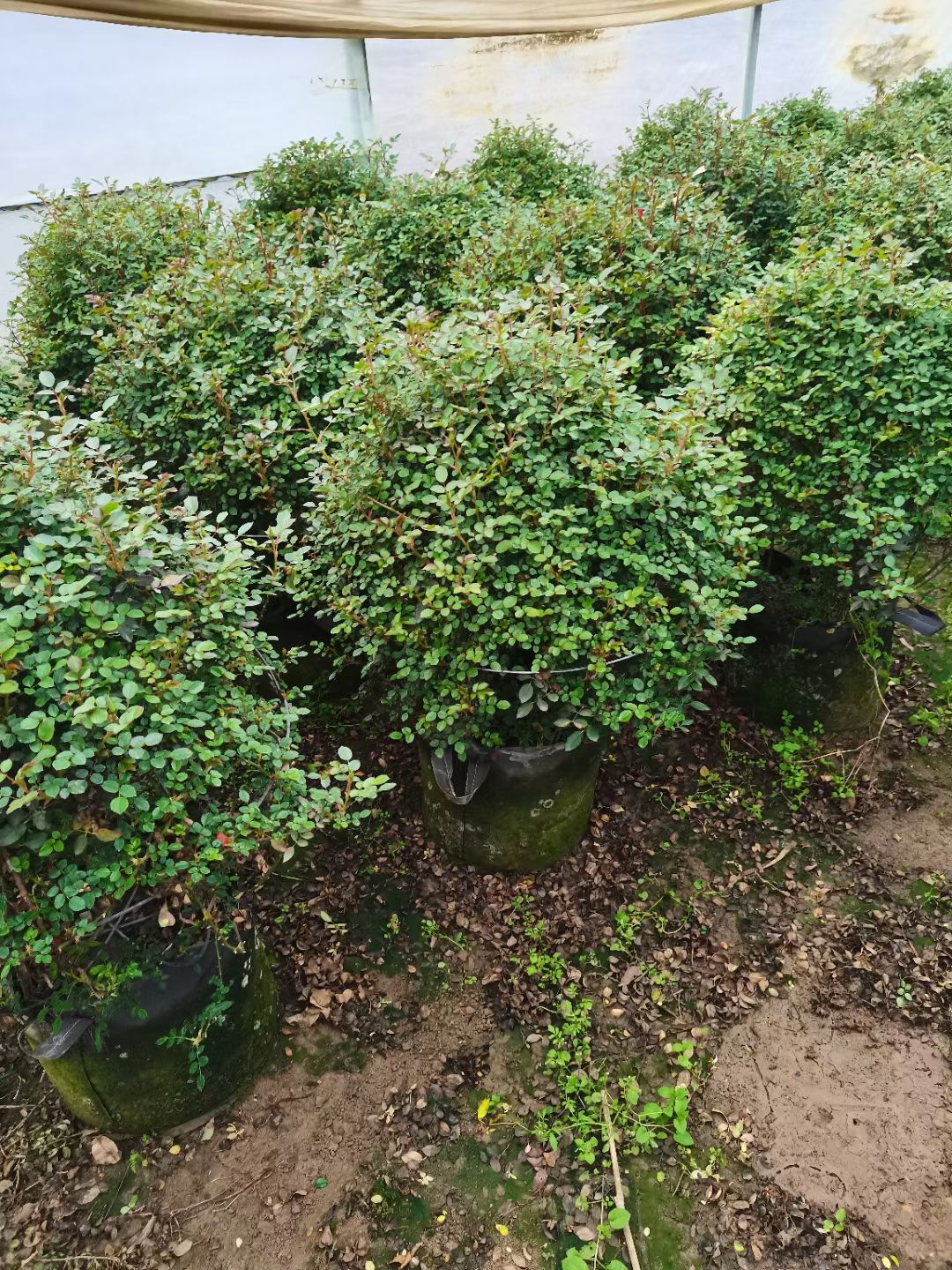  月季花 月季花球1米冠幅