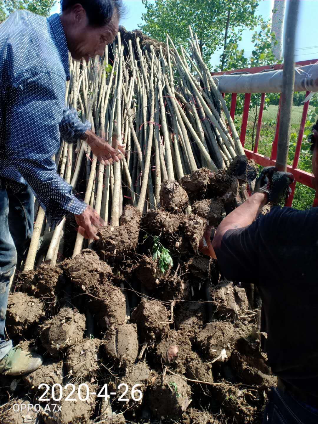 3-4公分的精品大叶女贞海量供应