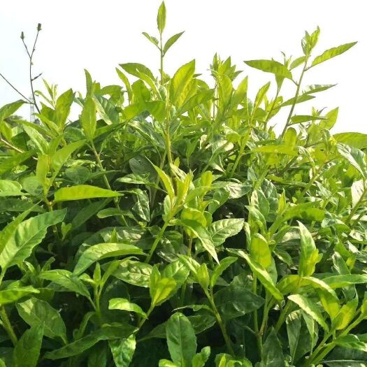 虞城县富贵菜  长寿菜，商丘200亩明月草/长寿菜/种植基地，欢迎合作