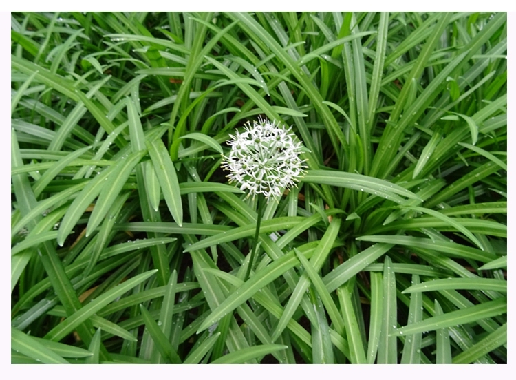 云南撇菜根大叶韭菜洗净大韭菜根可做咸菜佤味鸡脚配料非小韭菜