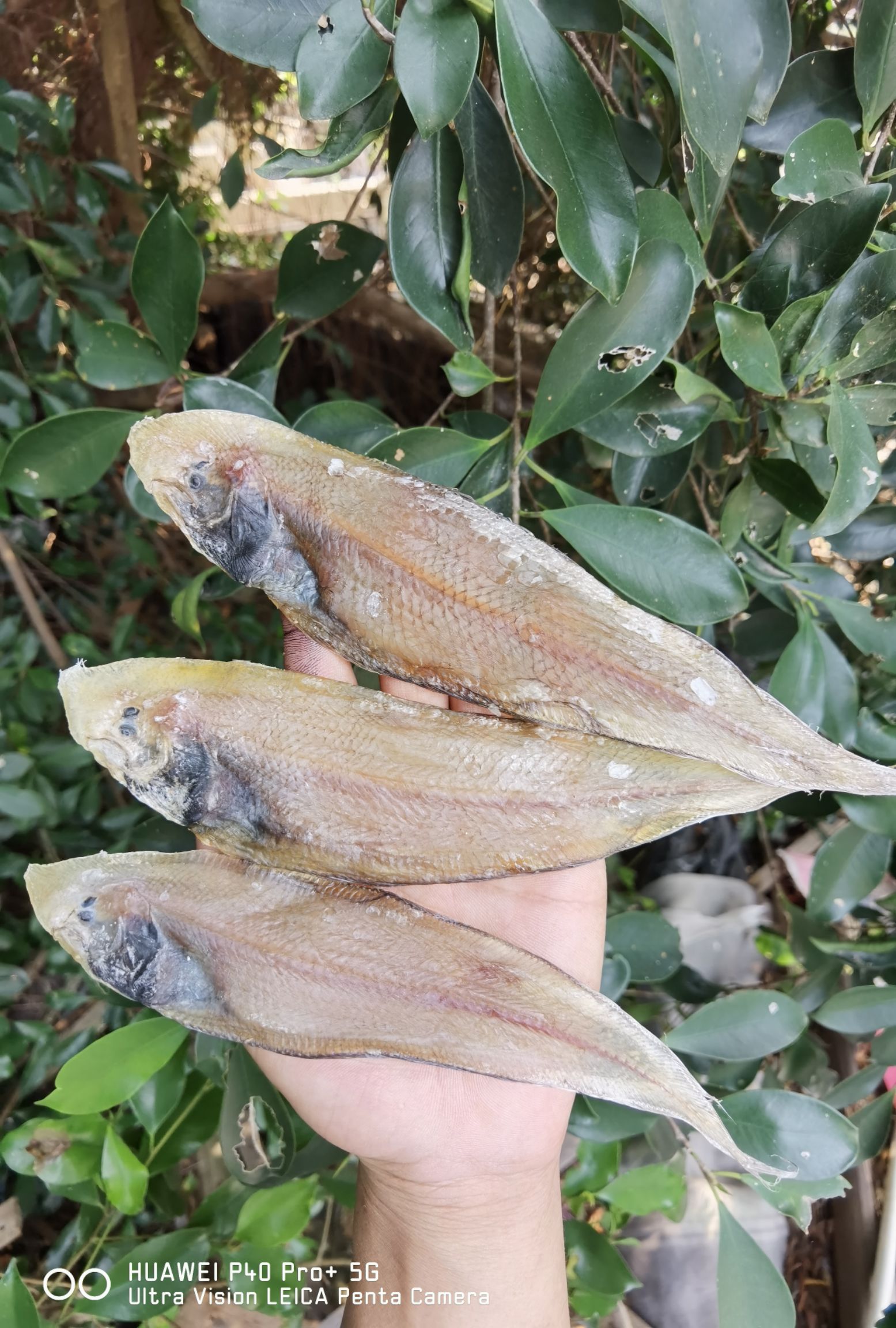 龙利鱼干  舌头鱼  子板鱼  干货  鱼干   【晒场直供