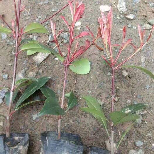 沭阳县红罗宾  大量现货出售红叶石楠床苗营养钵大小杯品种