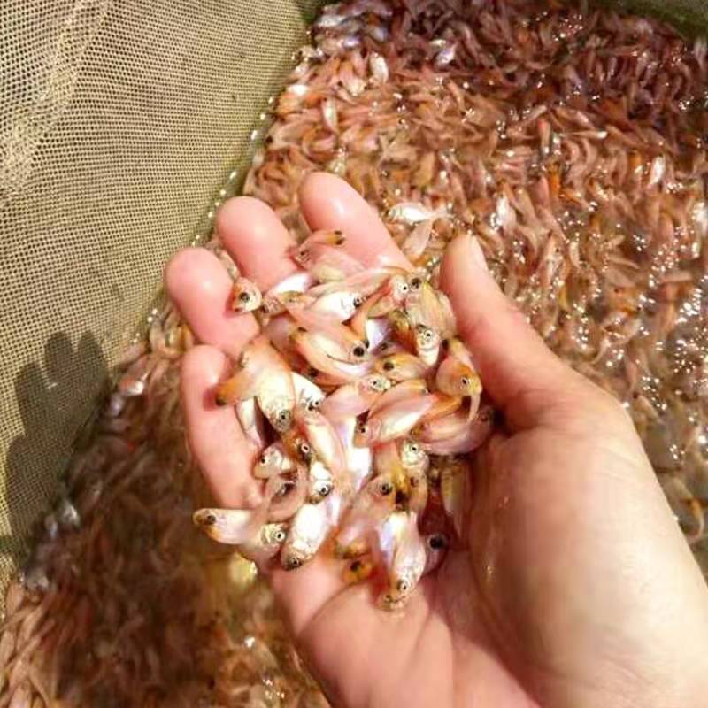 红罗非鱼苗  罗飞苗，红罗飞苗，彩虹雕鱼苗，纹红罗飞苗