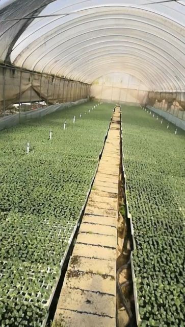 包菜苗  牛心甘蓝苗，茶氏育苗有限公司，常年供应各种各样牛心