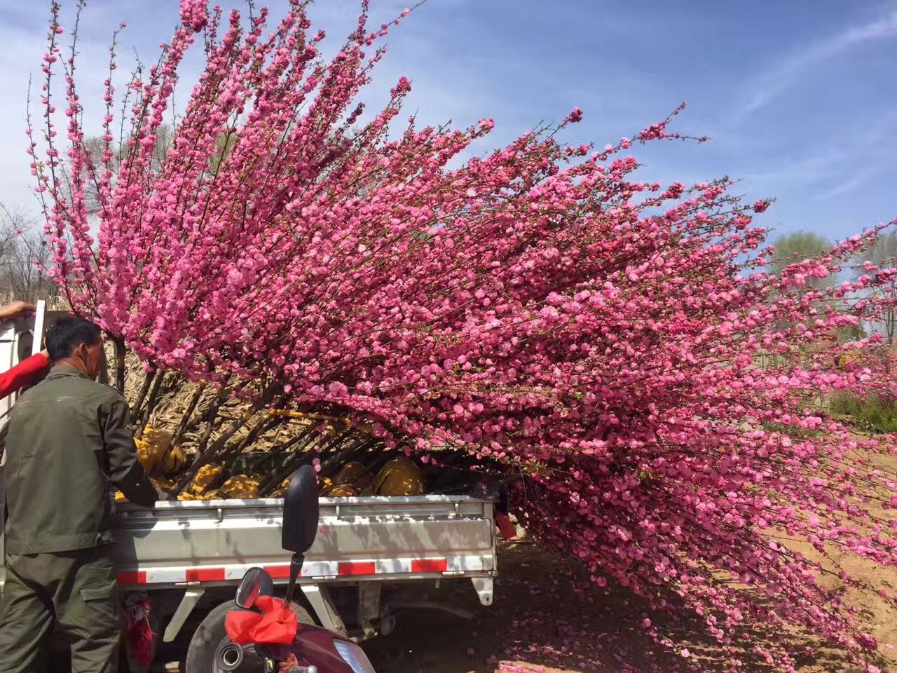 榆叶梅（鸾枝）庭院绿植 双花重瓣 扦插繁育 根系发达