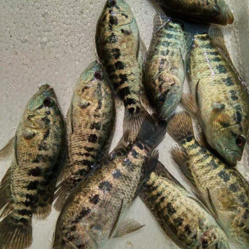 淡水石斑鱼苗 淡水石斑鱼 苗鱼 淡水花斑鱼苗 石斑鱼苗 好养殖食用鱼
