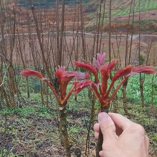 大竹县红油香椿 产地直供优质香椿芽