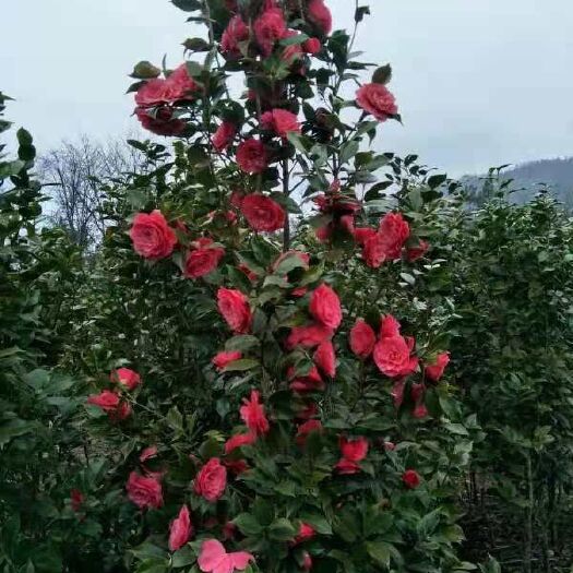 慈利县山茶花 140cm以上