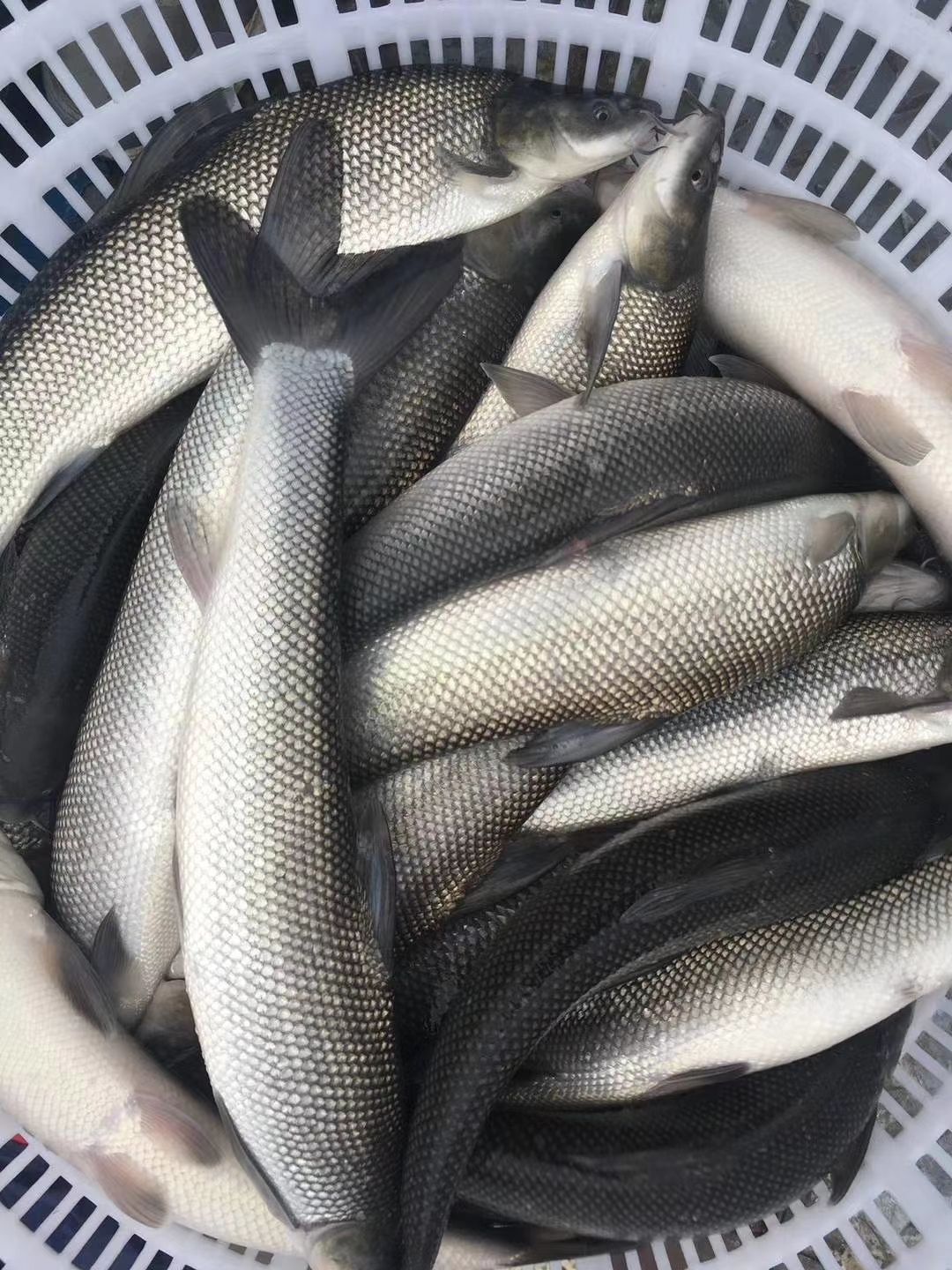 银鳕鱼苗  鳕鱼苗   美国银鳕苗