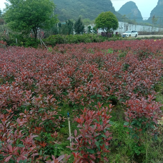 桂林 红叶石楠供应