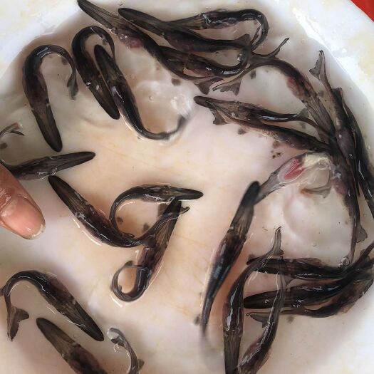 博罗县鸭嘴鱼苗   长嘴鱼苗   鸭嘴苗