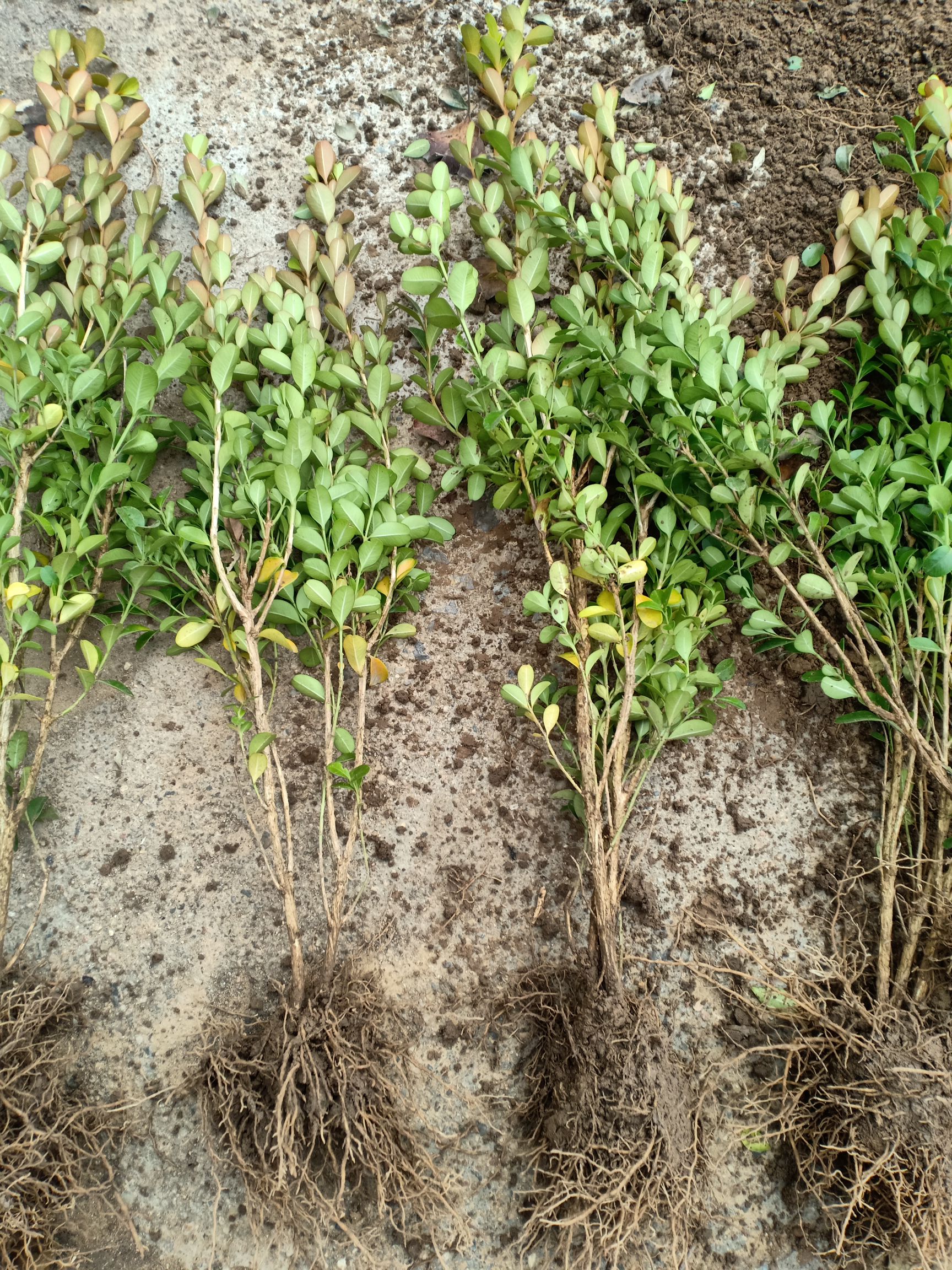 小叶黄杨，瓜子黄杨工程绿化带专用，基地直销。