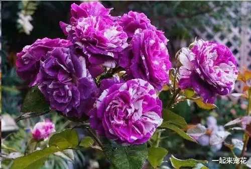 玫瑰苗  四季玫瑰  卡罗拉 月季