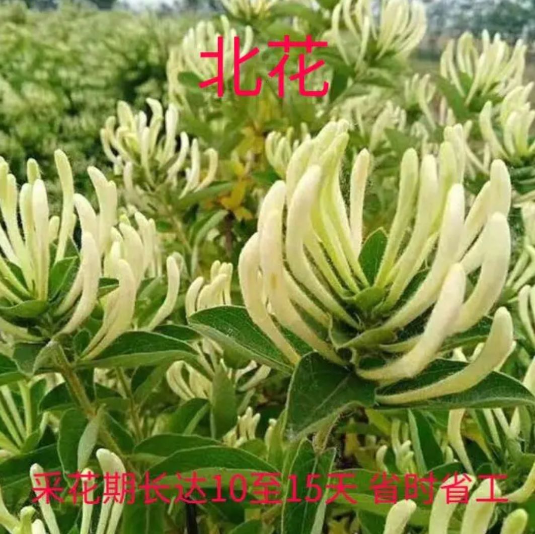 百花一号金银花苗 四季金银花，现挖现发两年苗，带分支，当年开花，南北方均可种植