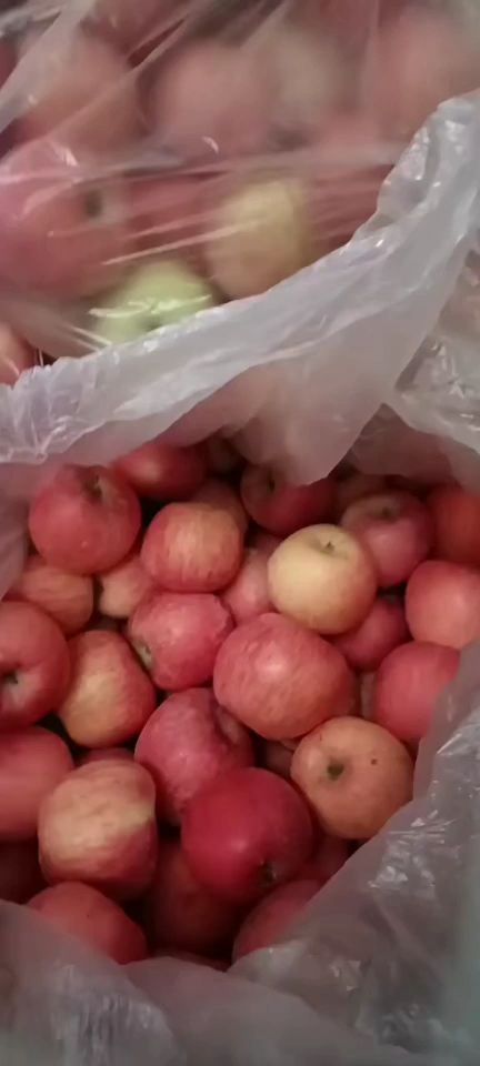 红富士苹果 陕西白水苹果高次