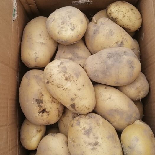 博白县荷兰土豆 广西壮族自治区玉林市博白县 3两以上 