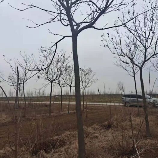 深州市 出售北栾1级8个的几千棵