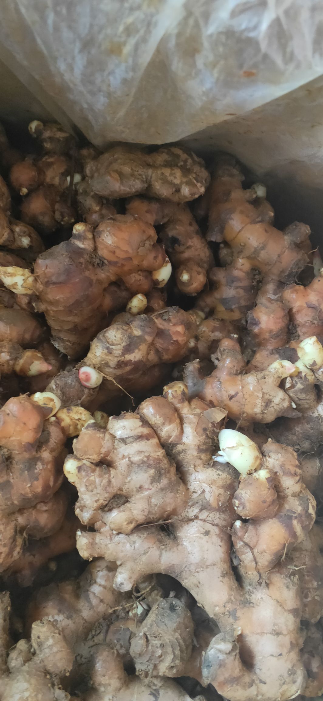 精品！缅甸精选姜种，包技术栽培，多个仓库发货，要的联系