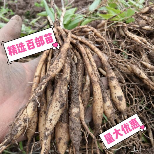 河池优选百部苗   基地直供