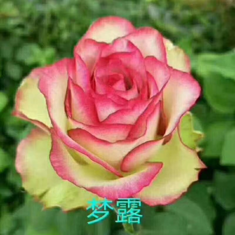 玫瑰苗  四季玫瑰  卡罗拉 月季