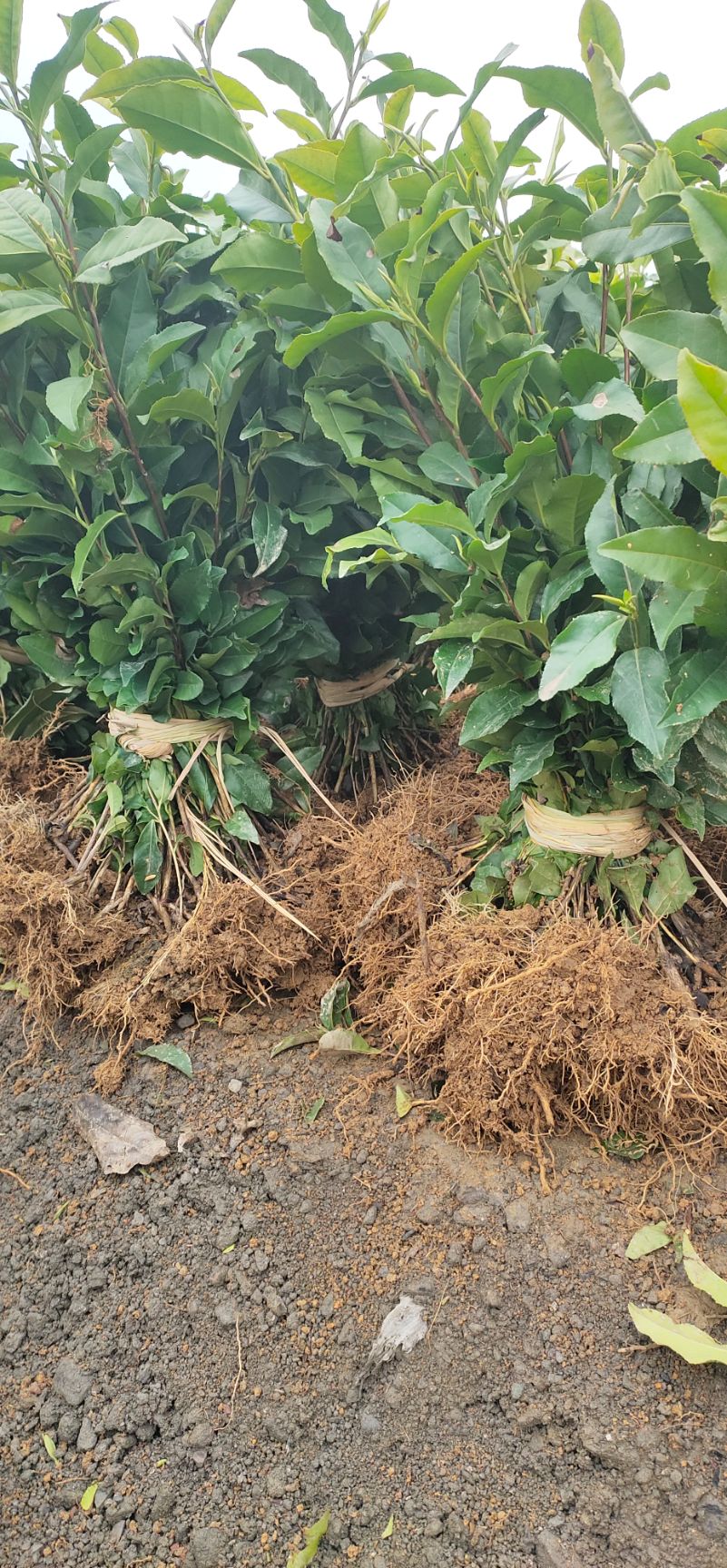 安吉白茶福选九号福鼎白茶大亳梅占  名选131安吉白茶福鼎白茶福选九号大亳