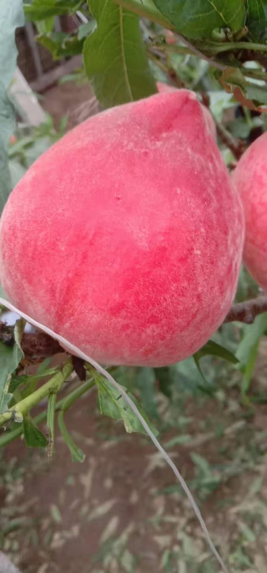 雪桃  本地桃子大量现货，欢迎老板洽谈合伙联系我