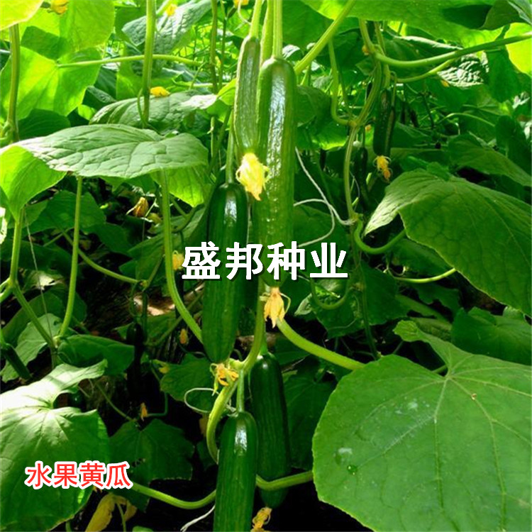 水果黄瓜种苗 大刺溜旱黄瓜苗
