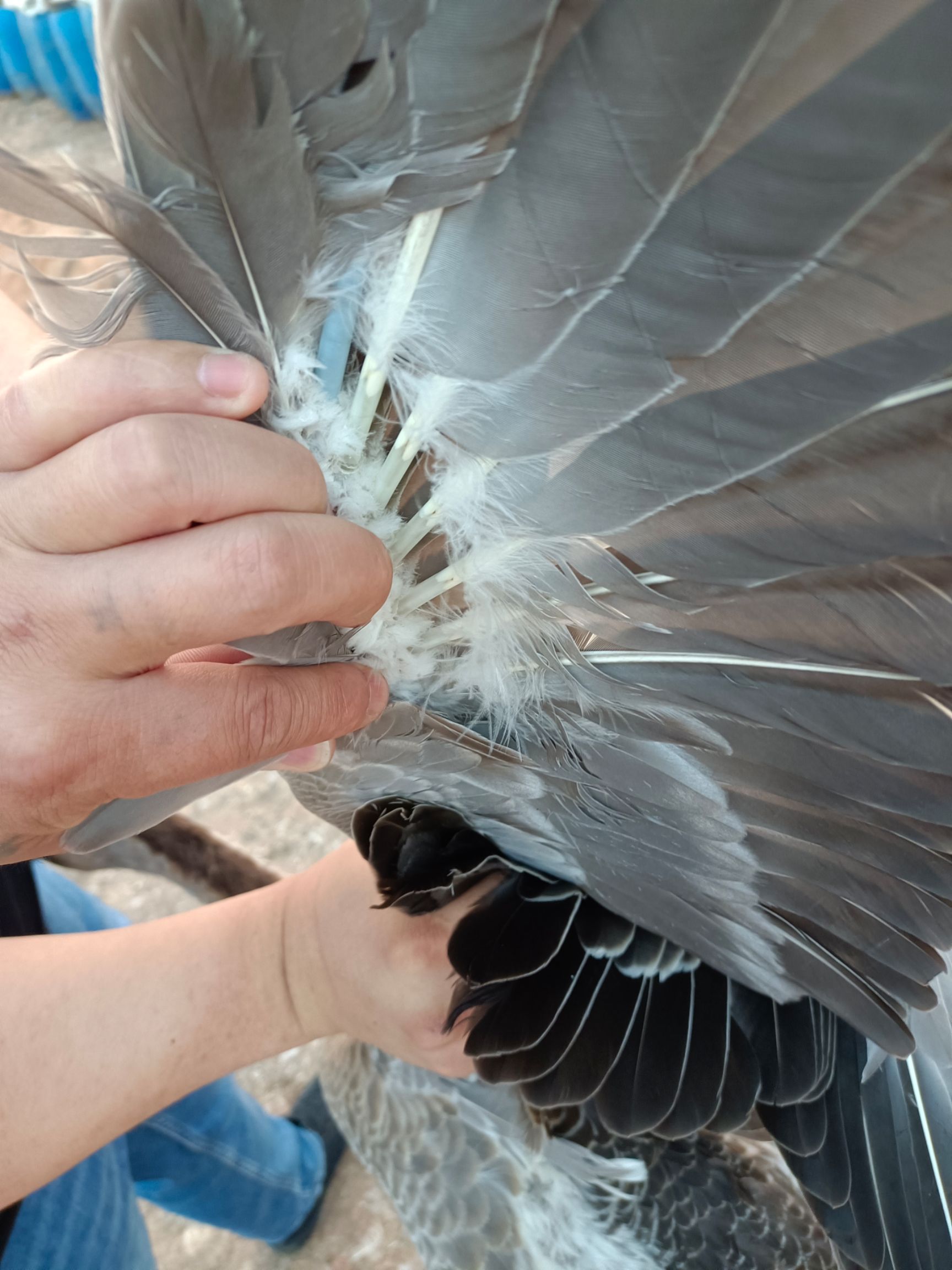 肉鹅 8-10斤 统货 半圈养半散养 