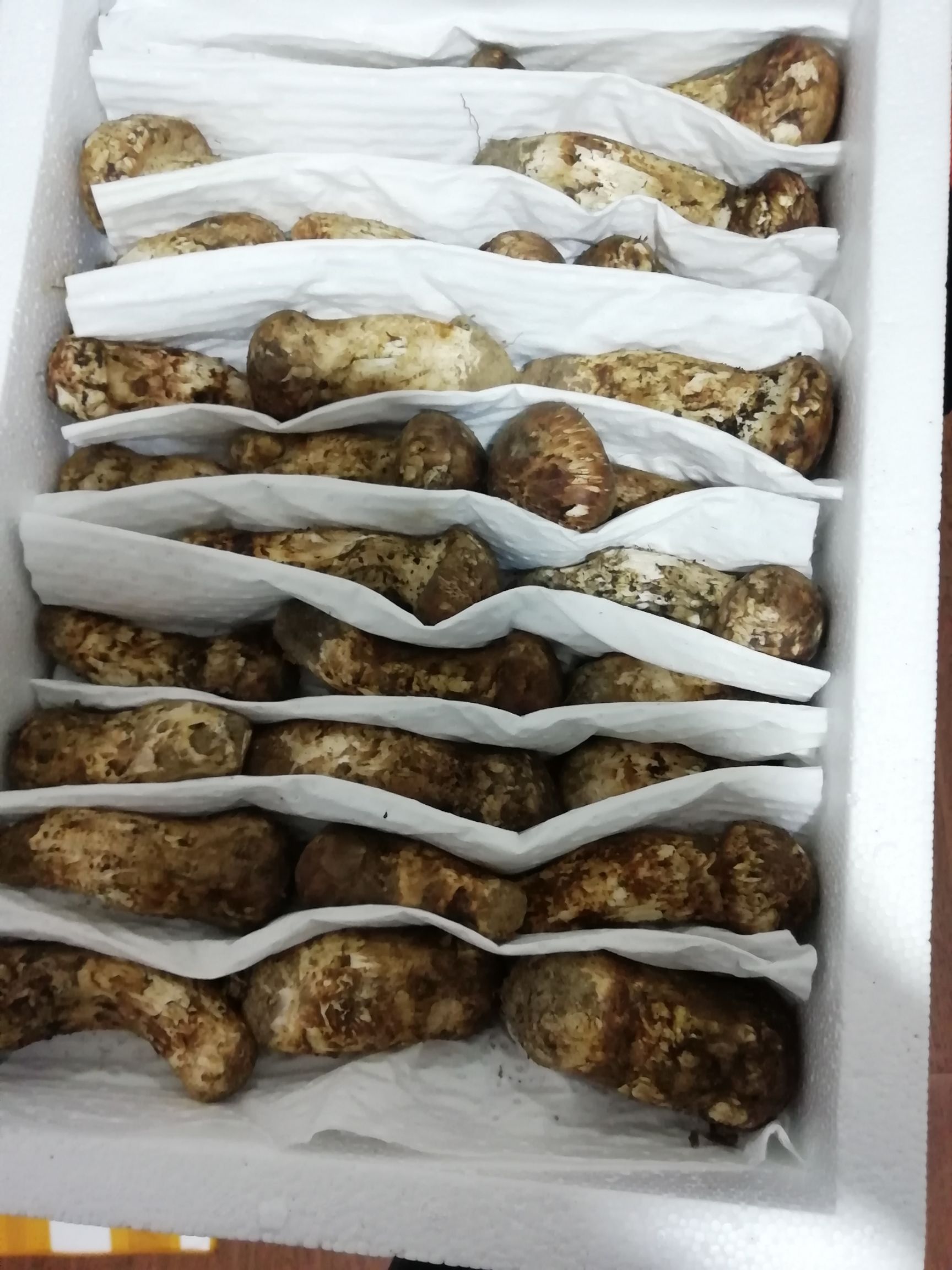 鲜松茸 天然有机松茸。无中间商，直接批发价。一件代发。