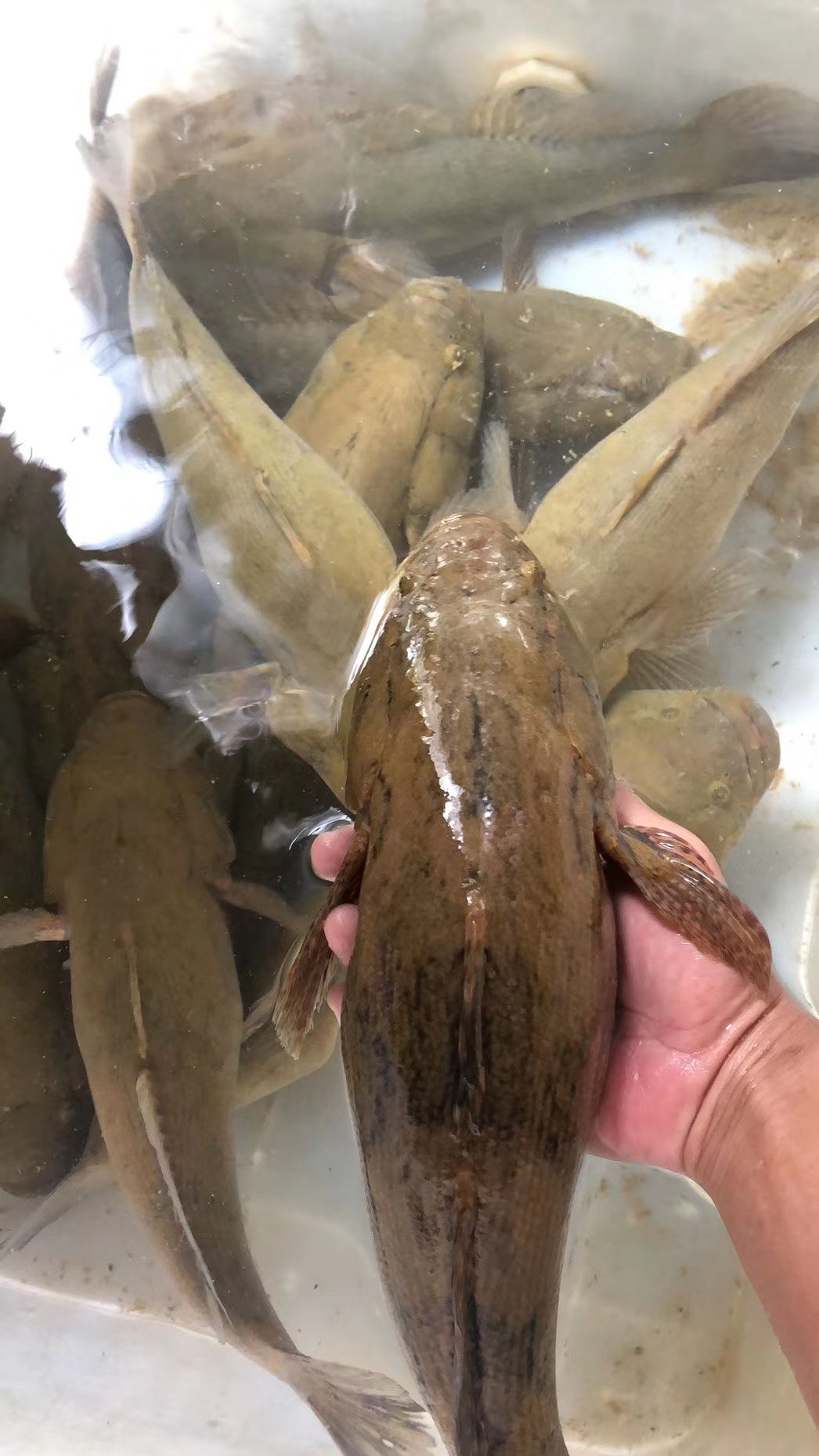 笋壳鱼苗  、竹壳鱼苗、杂交笋壳苗、竹壳苗