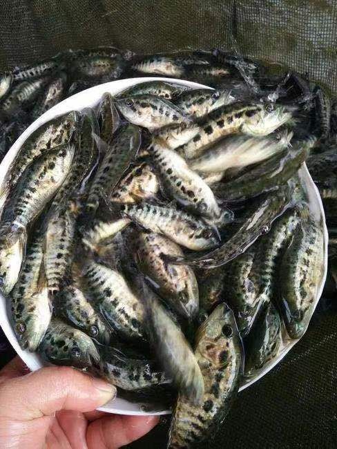 广州淡水石斑鱼苗 淡水石斑鱼 苗鱼 淡水花斑鱼苗 石斑鱼苗 好养殖食用鱼