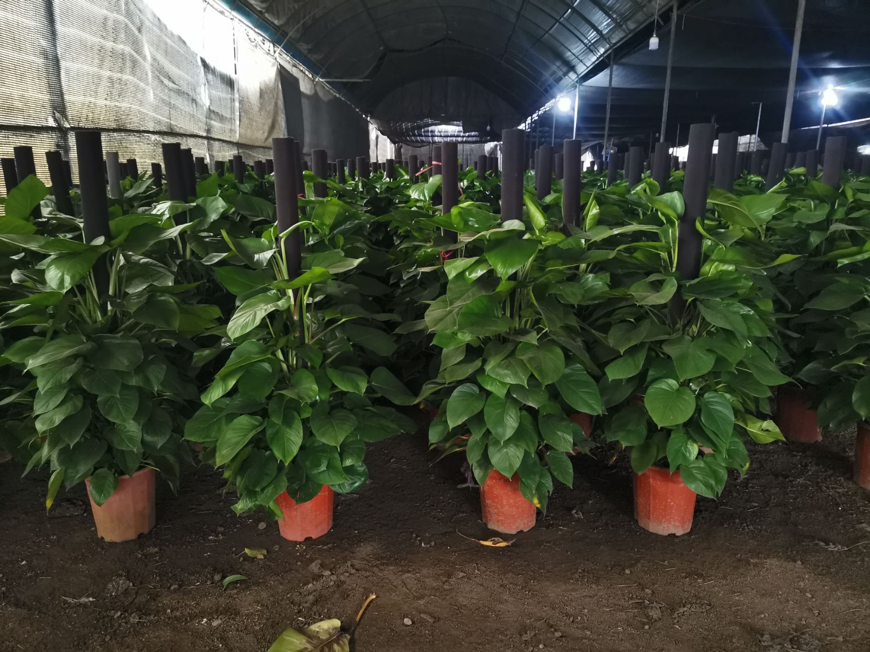 花盆  摔不坏加厚龙纹铸料盆