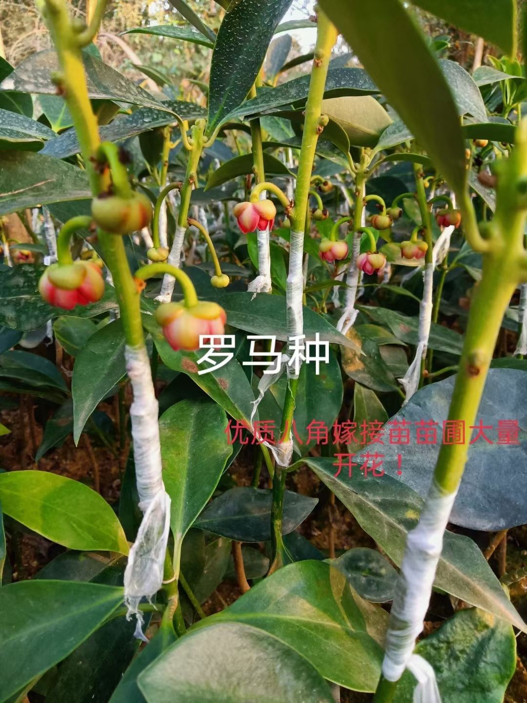 八角树 大红八角嫁接苗