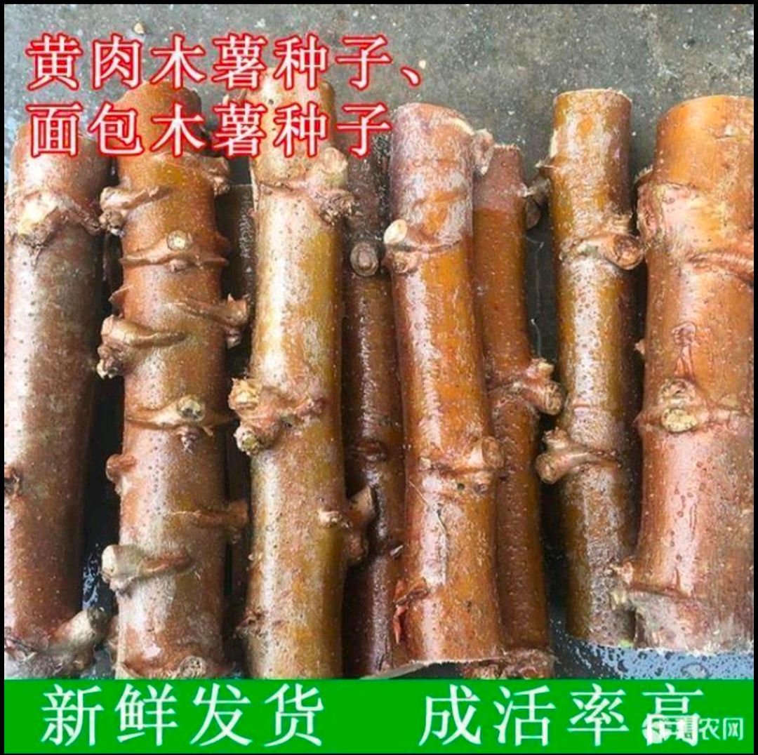 木薯种苗  木薯种株苗