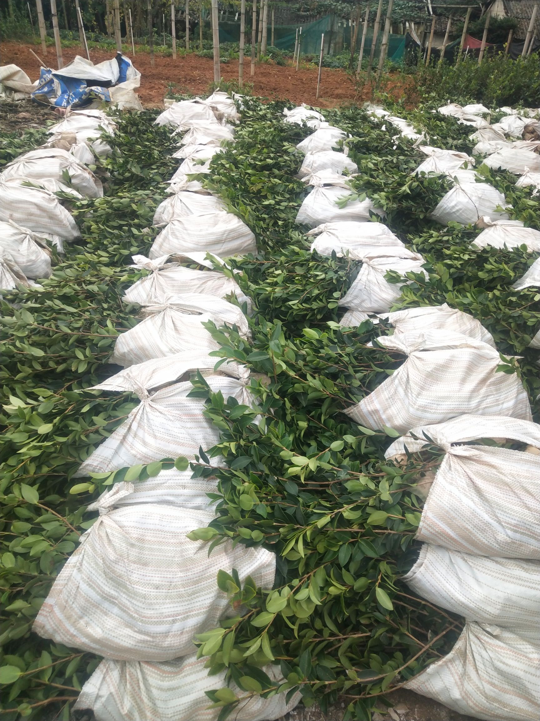 湘林210茶树苗 嫁接苗 0.25米_——1米
