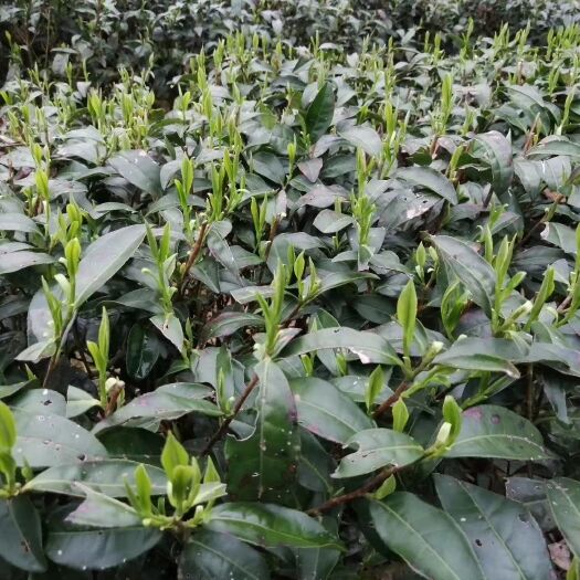 石门县银毫茶 湖南省常德市石门县 1-2年 2022-03-12