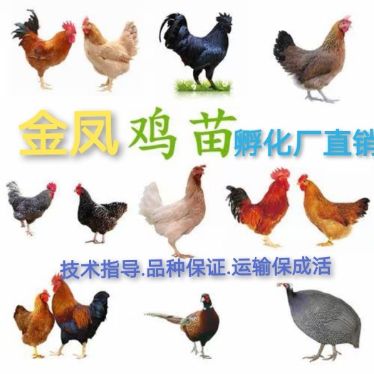 昆明土鸡苗  大种青脚麻鸡苗k901∽882 白凤.黑毛乌珍珠鸡