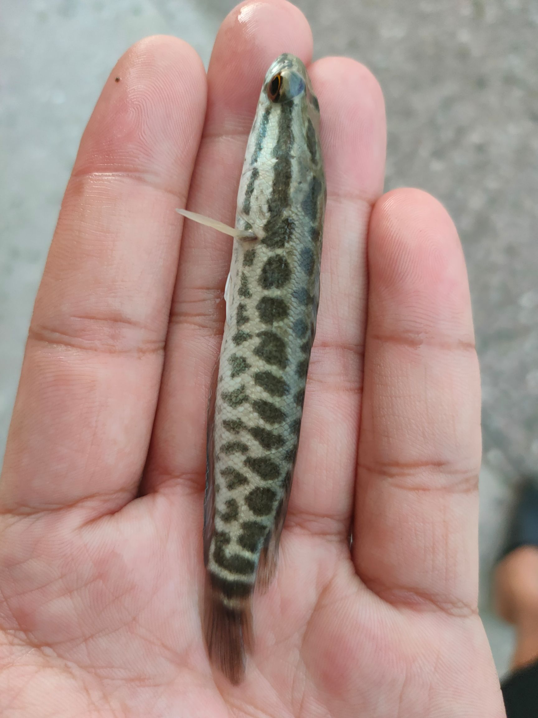 乌鳢苗  生鱼苗，斑鱼苗，黑鱼苗，乌鱼苗