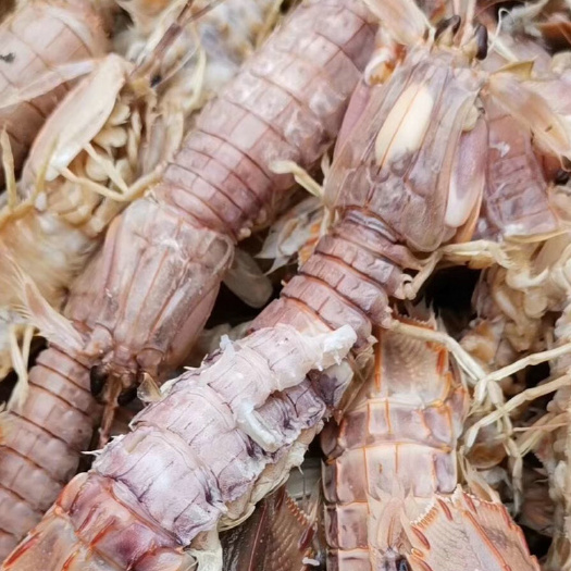 郑州 现货热销 冷冻鲜活皮皮虾 速冻虾蛄肉虾爬子濑尿虾 冰冻海鲜