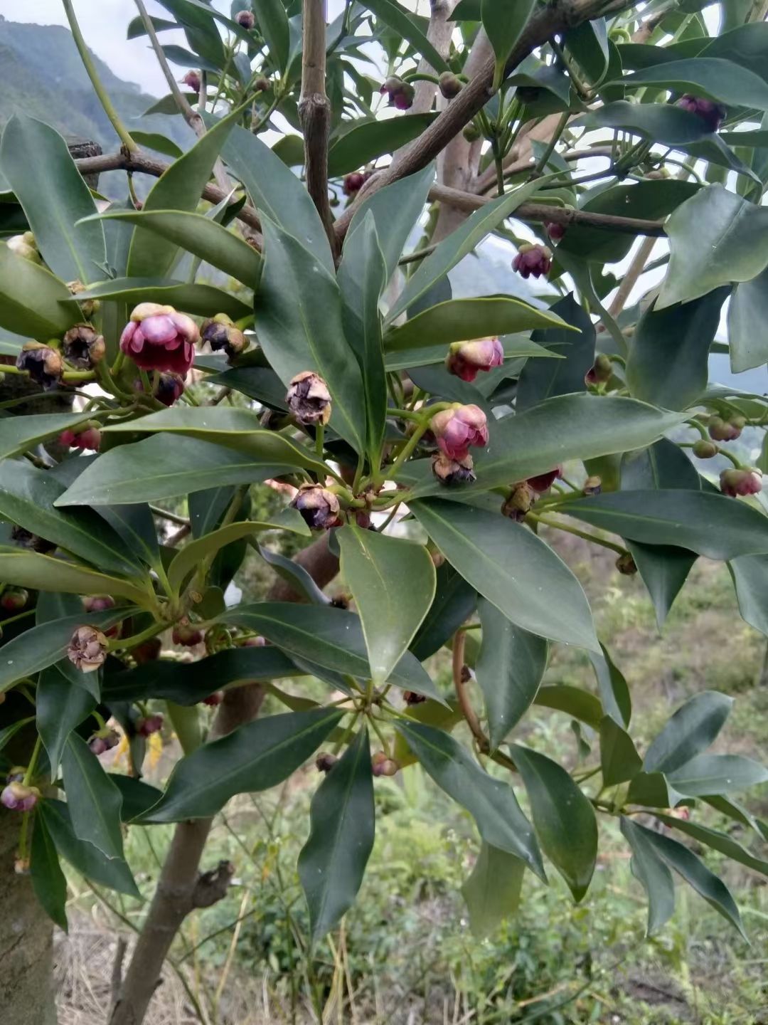  出售优质大红八角枝条，枝头