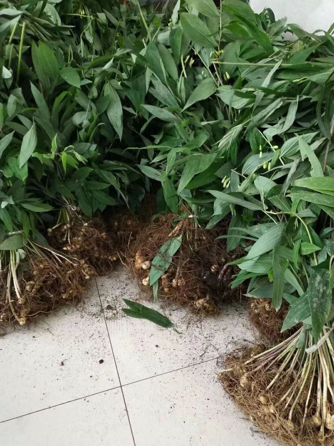 黄精种苗  黄精苗多花姜型高产成活率高好管理