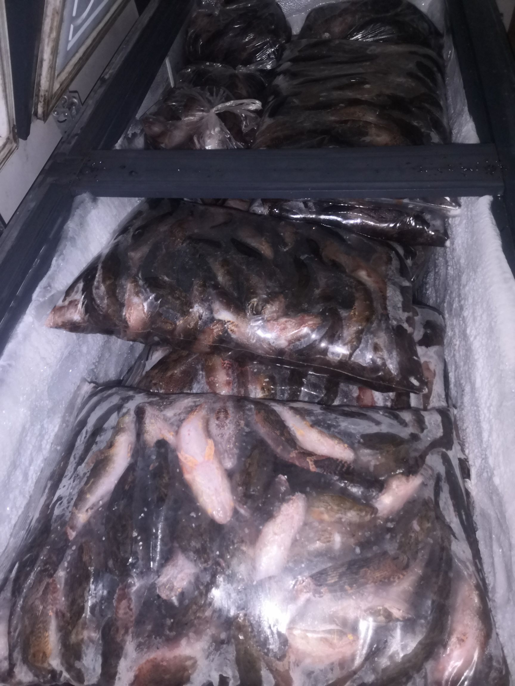 冰鲜笋壳鱼，保证质量，，常年供应，大量出售