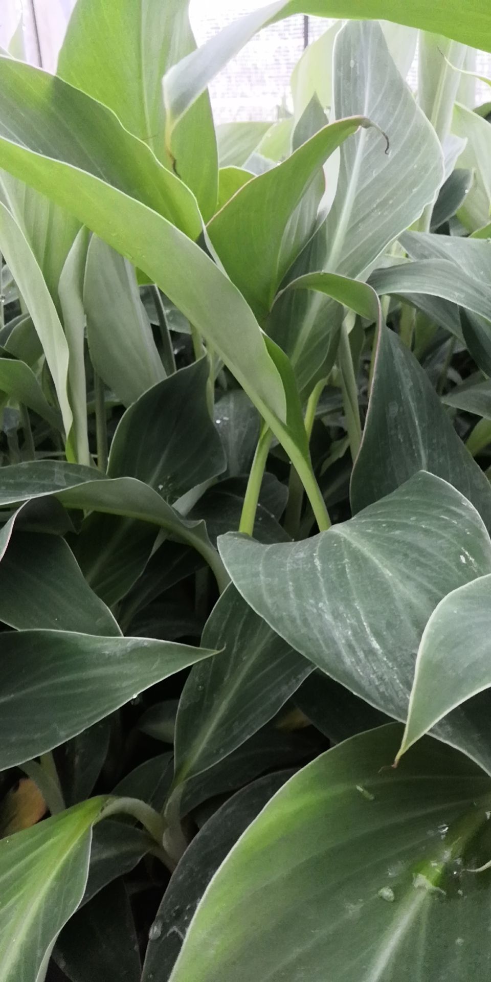 金粉一号香蕉苗  香蕉苗，西贡蕉苗。产地直销。价格优惠。量大