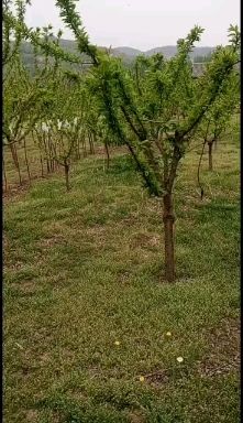 大红袍李子苗  李子大树大红袍桃树红松树动迁占地树，