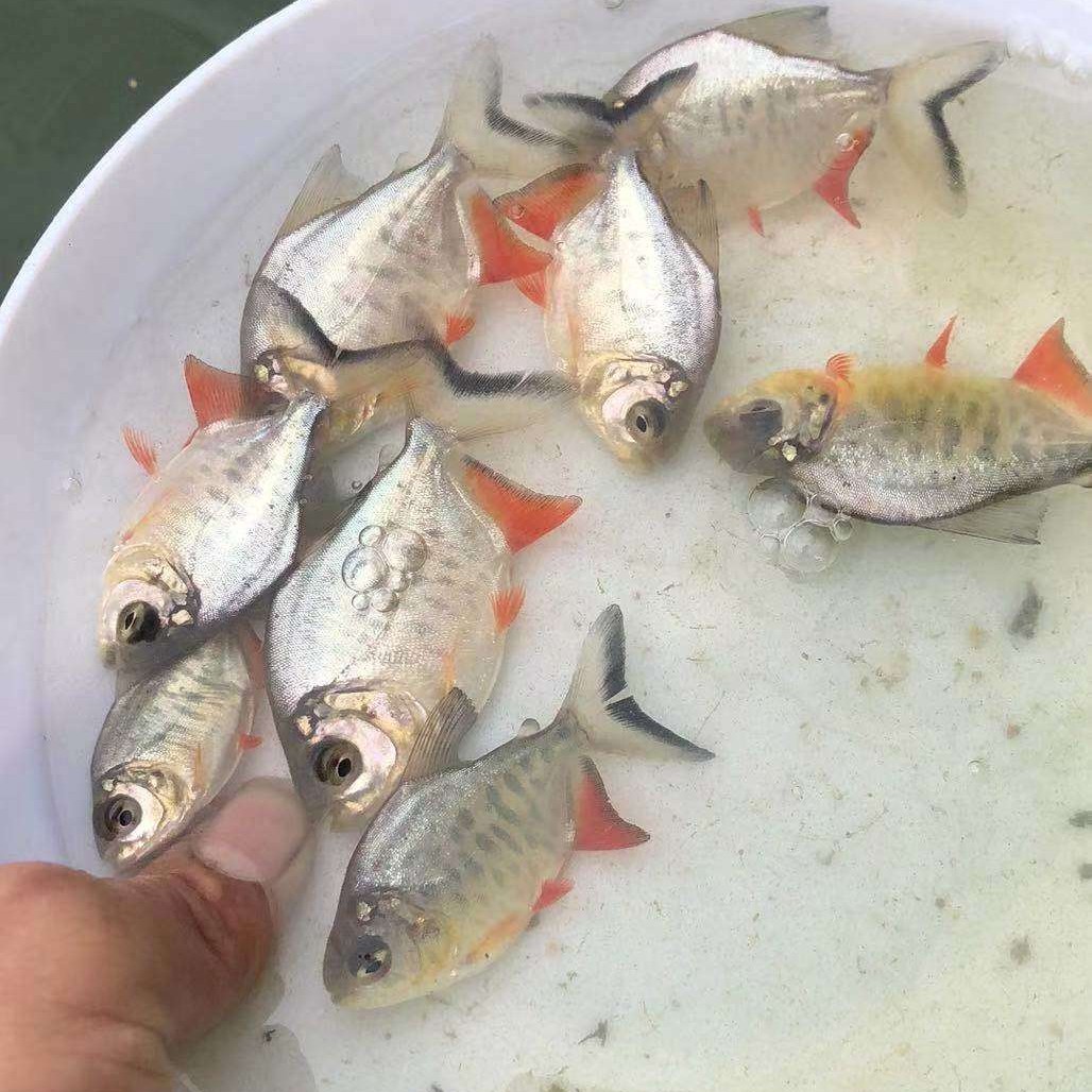 [鲳鱼苗批发]鲳鱼苗 白仓苗 淡水白仓鱼苗 仓鱼苗 红仓鱼苗价格0.