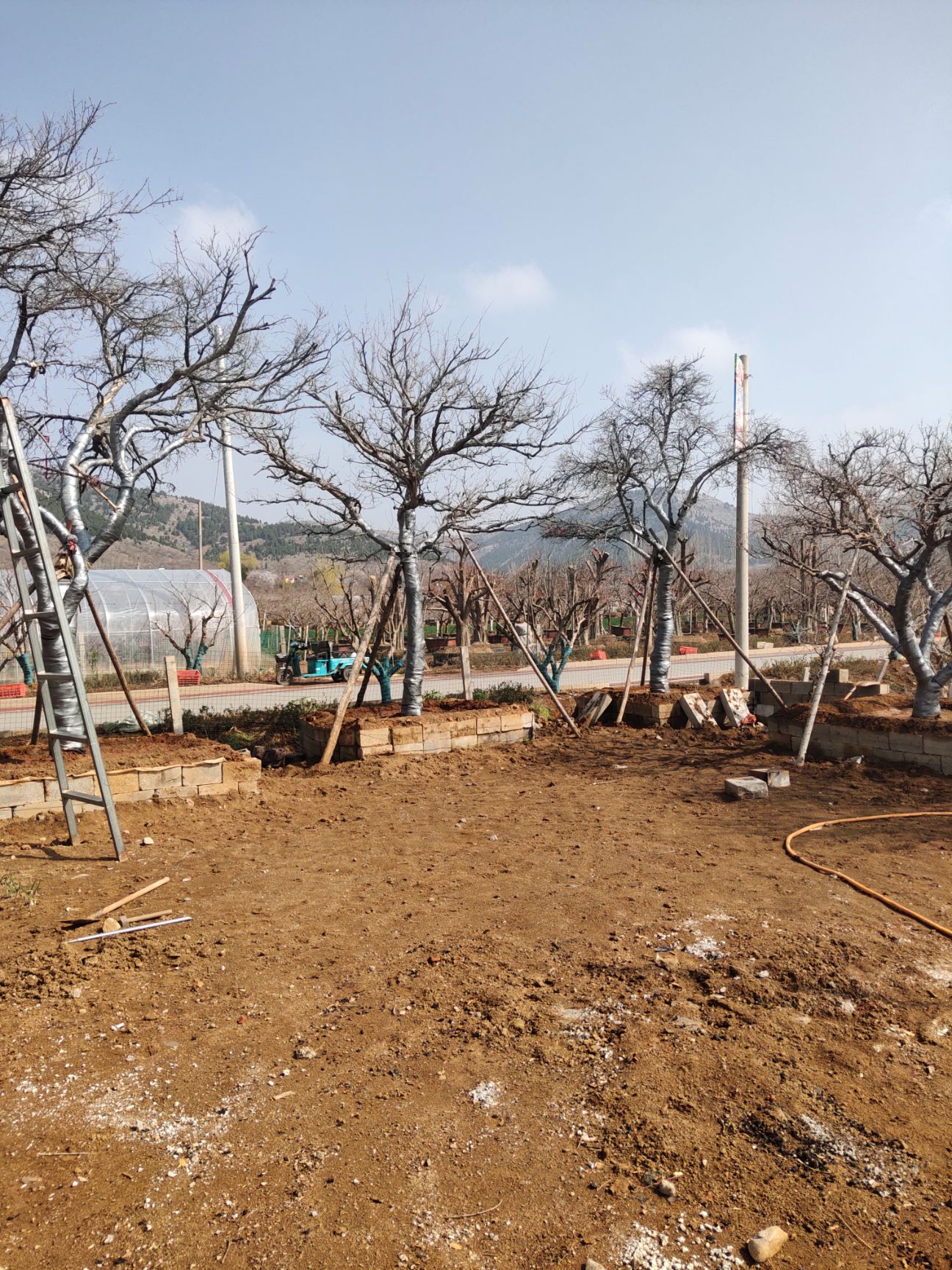 盆栽造型石榴树