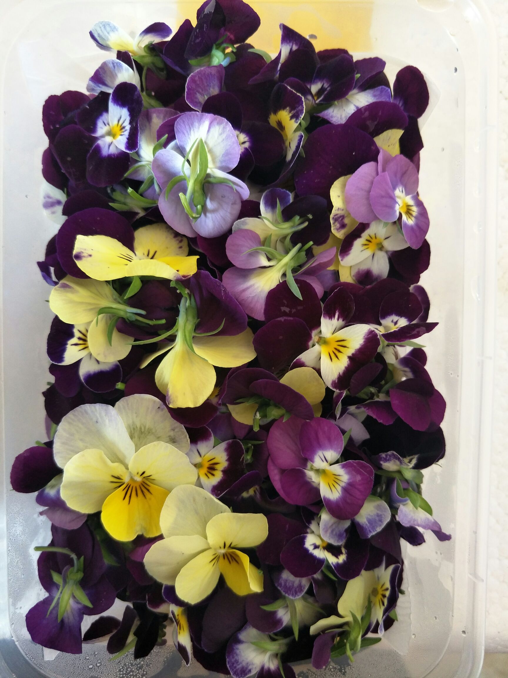 三色堇，火红苗，冰草，板蓝根，藏红花等等一系列产品全年供应。