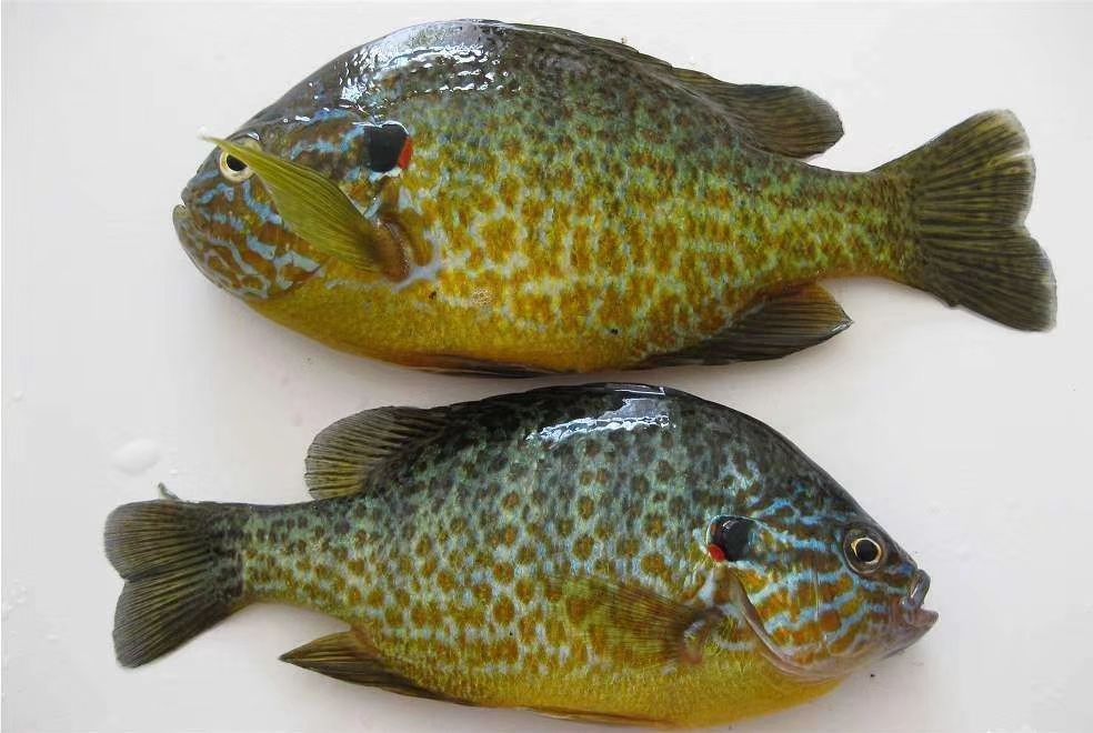 太阳鱼苗  蓝鳃太阳鱼   金边太阳鱼