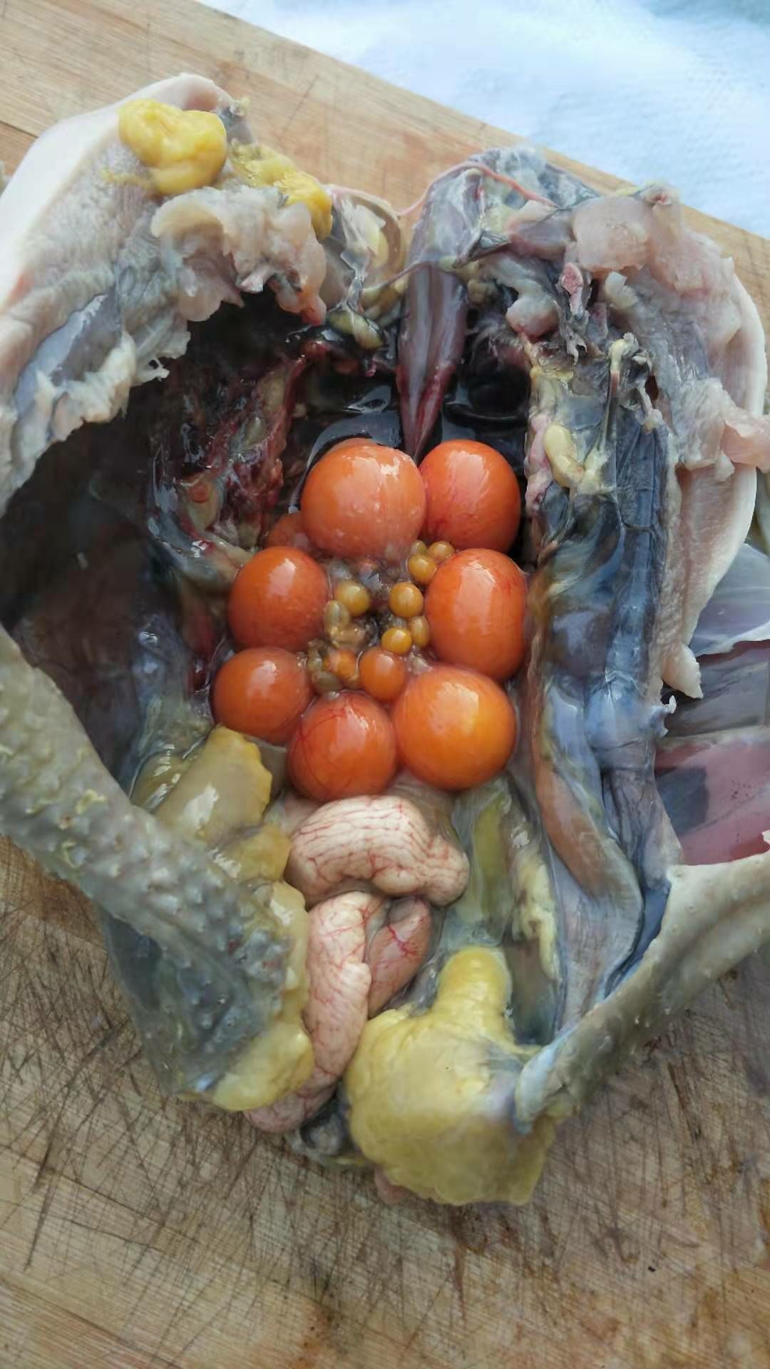 乌鸡 黑肉土鸡，8个月产蛋老母鸡，油黄